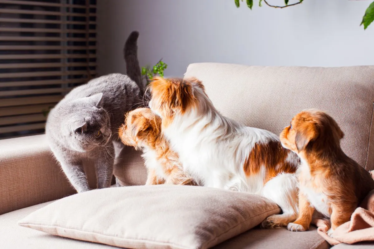 Κατοικίδια στην Πολυκατοικία: Τι Επιτρέπεται και Τι Όχι