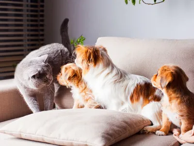 Κατοικίδια στην Πολυκατοικία: Τι Επιτρέπεται και Τι Όχι